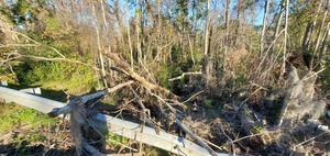 [Upstream, Country Club Road, Three Mile Branch 2024-12-02]