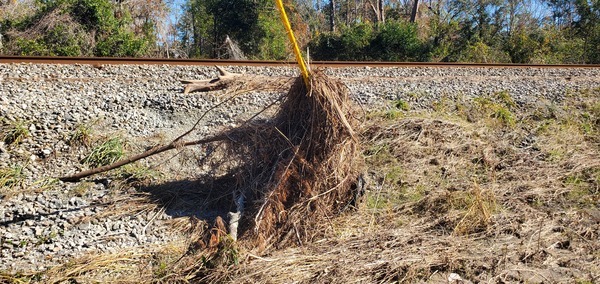 Storm debris way up a guy line, Sugar Creek 2024-12-12, 13:08:48, 30.8505597, -83.3144715