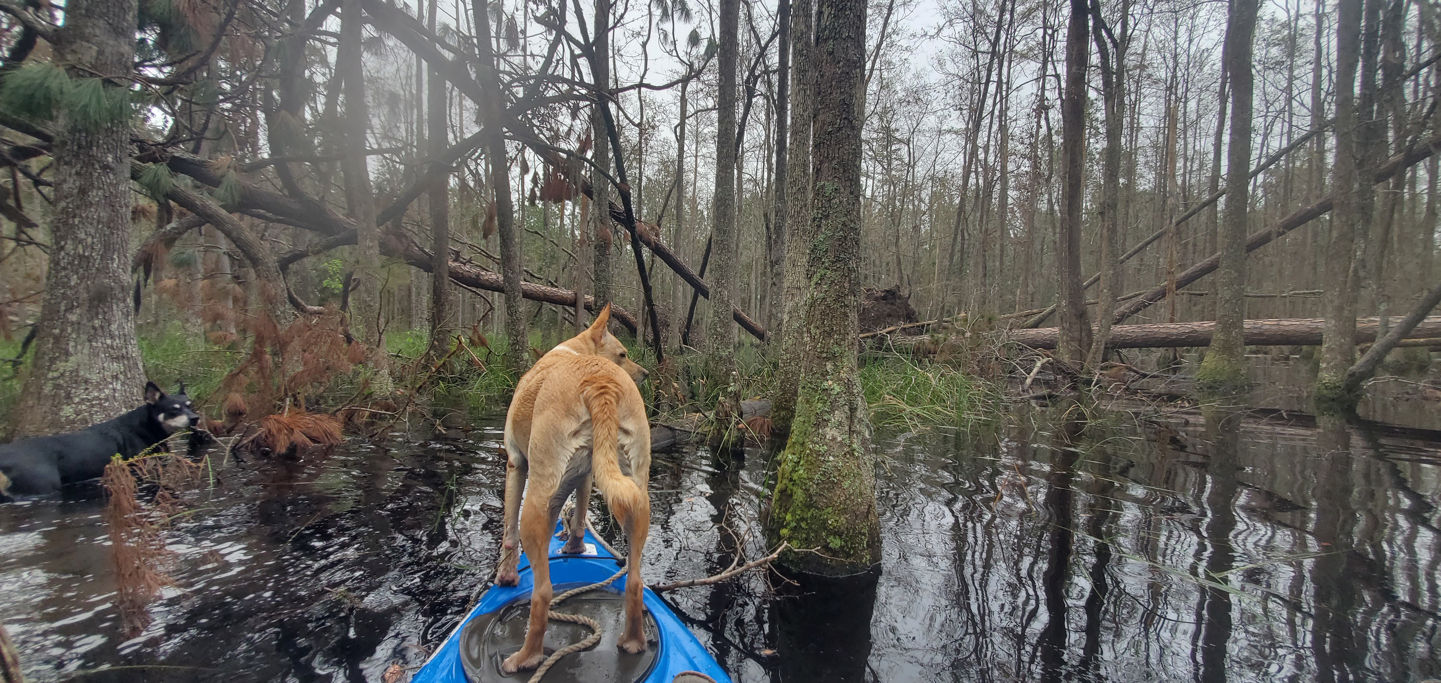 Another deadfall to the south, cypress swamp, John S. Quarterman land