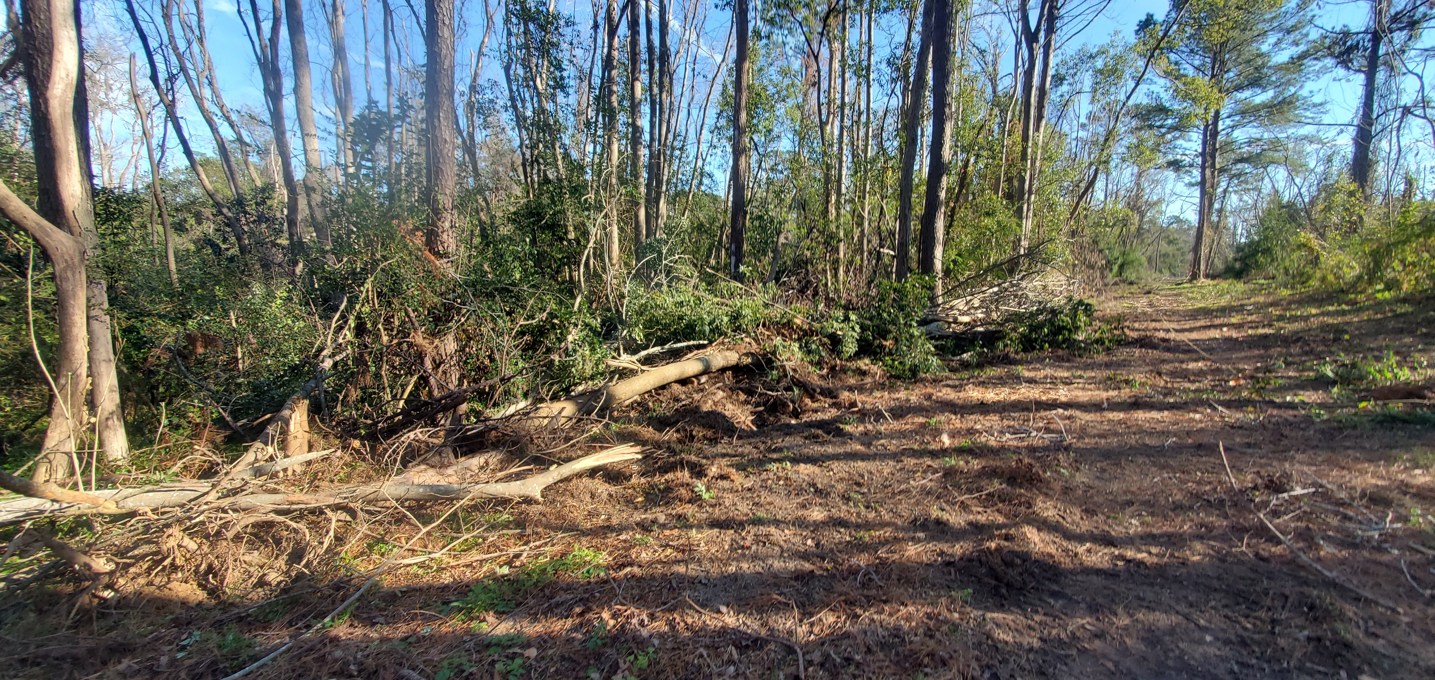 Access cleared south towards RR trestle, 2025:01:07 15:15:58, 30.8559576, -83.3160207