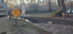 [Sky dog, Langdale Park Boat Ramp, Withlacoochee River @ North Valdosta Road 2025-01-09]