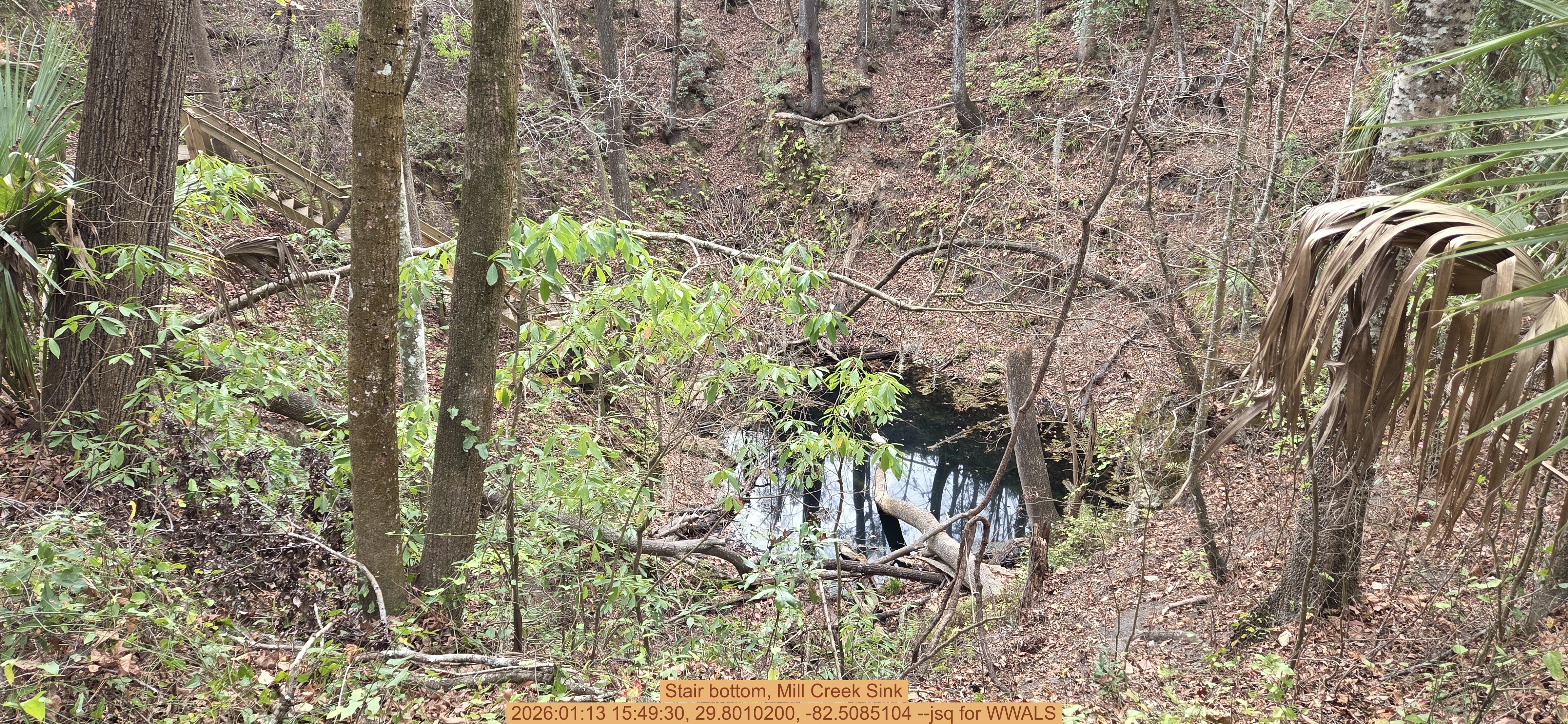 Stair bottom, Mill Creek Sink, 2026:01:13 15:49:30, 29.8010200, -82.5085104 --jsq for WWALS