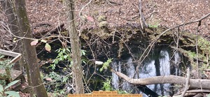 [Pool, Mill Creek Sink, 2026:01:13 15:48:49, 29.8010200, -82.5085104 --jsq for WWALS]