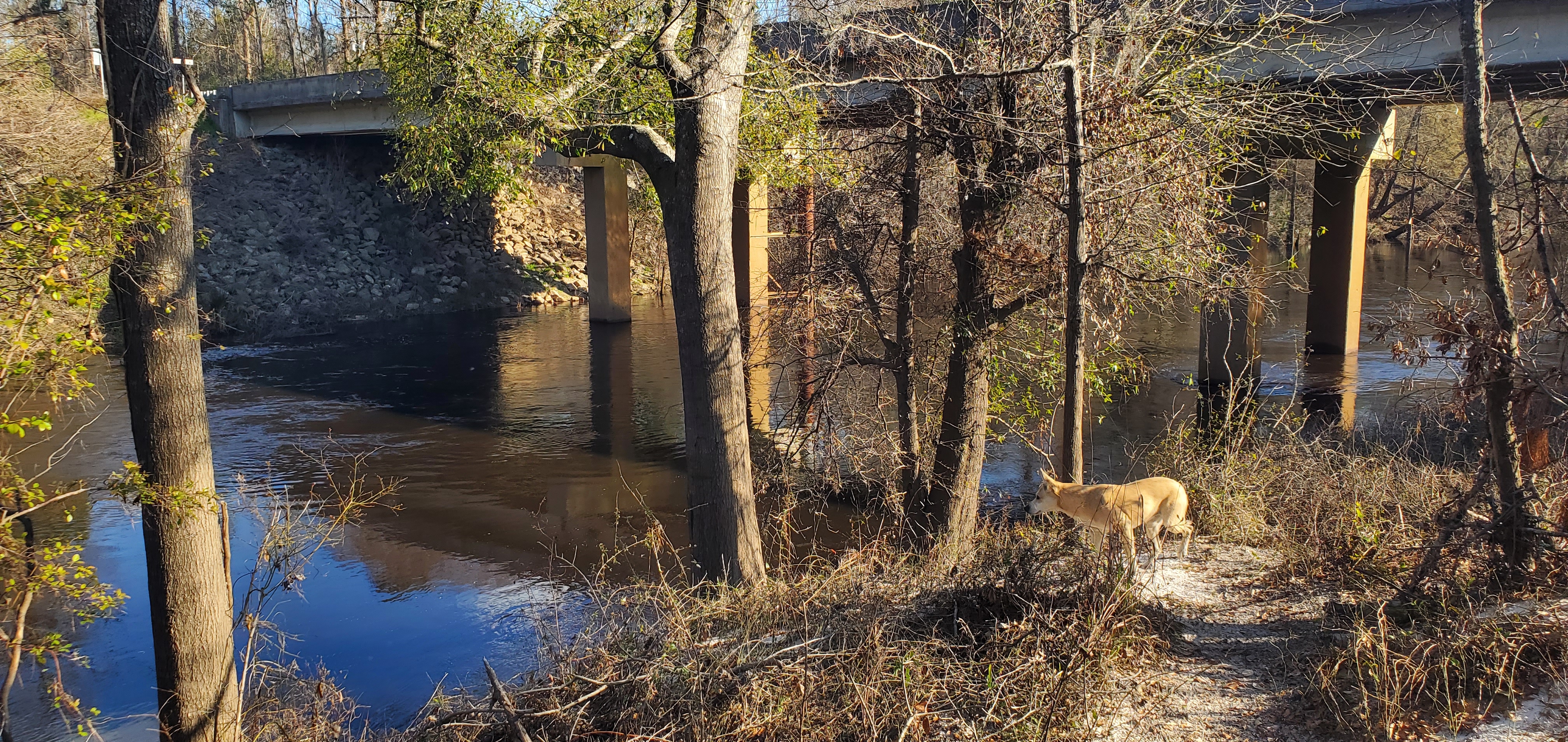 Sky surveys the Alapaha River and the GA 94 bridge, 2025:02:25 16:18:07, 30.7042544, -83.0326191