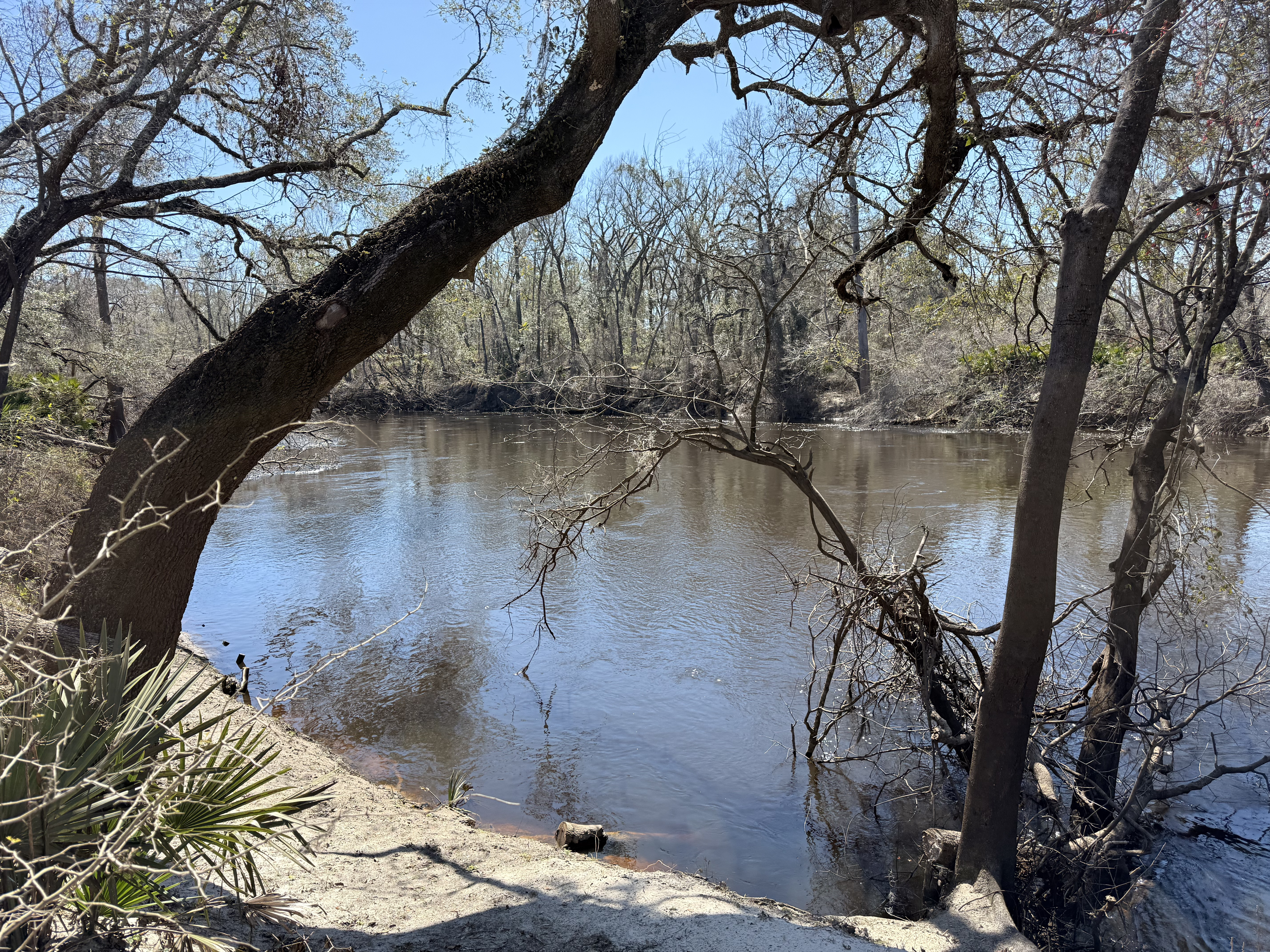 Holly Point, Withlacoochee River @ NE Withla Bluffs Way 2025-02-27