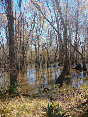 [Muddy Ty Ty Creek @ US 319, Ty Ty Creek @ US 319 2025-03-19, 2025:03:19 12:15:53, 31.3221721, -83.6227417]