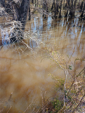[Closeup Ty Ty Creek @ US 319 other, Ty Ty Creek @ US 319 2025-03-19, 2025:03:19 12:28:32, 31.3222828, -83.6227264]
