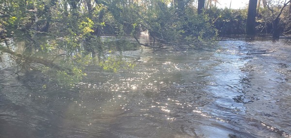 [Limbs in water, 2025:03:22 11:15:41, 30.8310086, -83.3787568]