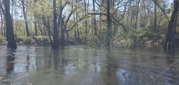 Spring Branch, left bank, 2025:03:22 11:19:06, 30.8282629, -83.3841474