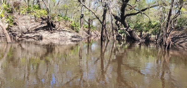[Langdale Partition Creek, right bank, 2025:03:22 11:33:49, 30.8291388, -83.4086985]