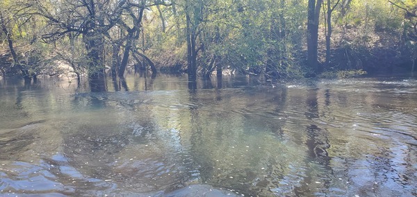 McCree Tract Creek, left bank, 2025:03:22 11:47:35, 30.8217038, -83.4210910