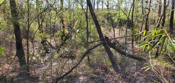 [Withlacoochee Hunt Club Creek, 2025:03:22 11:54:46, 30.8159204, -83.4246591]