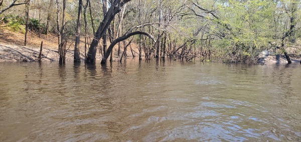 [Millrace Creek, right bank, 2025:03:22 12:09:30, 30.8145328, -83.4380920]