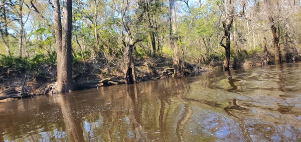 [Dykes Lane Creek, 2025:03:22 12:20:57, 30.8104303, -83.4508495]