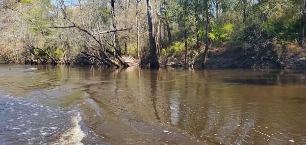 [Left bank slough, 2025:03:22 12:24:28, 30.8059610, -83.4464430]