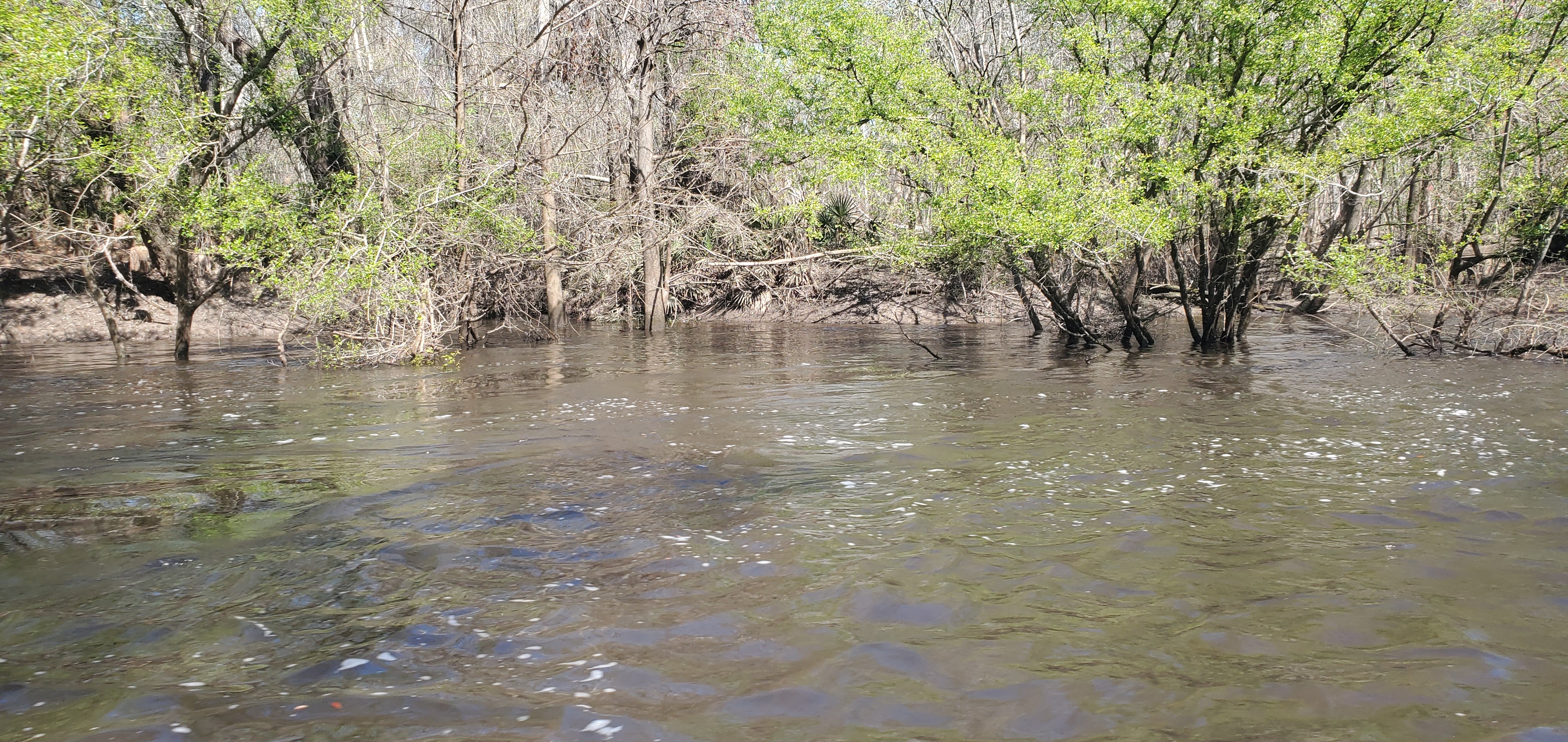 A slough, right bank, 2025:03:22 11:39:03, 30.8283561, -83.4161530