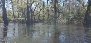 [Spring Branch, left bank, 2025:03:22 11:19:06, 30.8282629, -83.3841474]