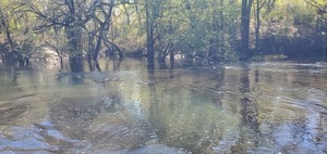 [McCree Tract Creek, left bank, 2025:03:22 11:47:35, 30.8217038, -83.4210910]