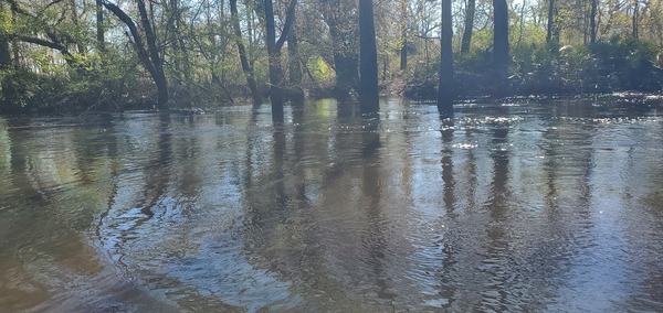 [Loch-Winn Branch, 2025:03:22 10:51:37, 30.8422098, -83.3502070]
