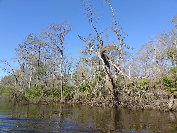[Hurricane-broken tree --Phil Royce, 2025:03:22 10:54:42]
