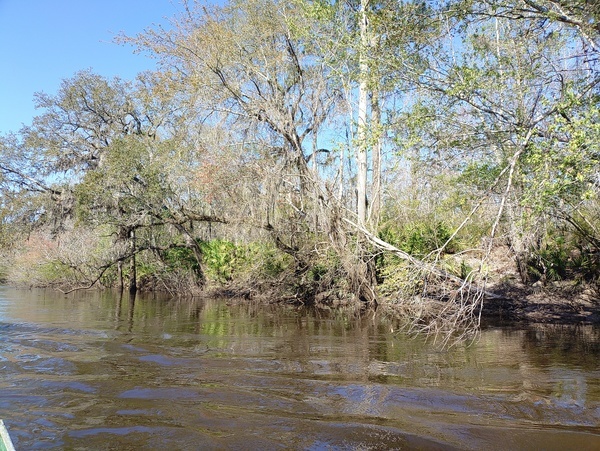 [More saw palmettos --Phil Royce, 2025:03:22 10:55:08]