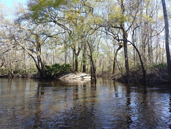 [Wetherington Branch, left bank --Phil Royce, 2025:03:22 11:01:12]