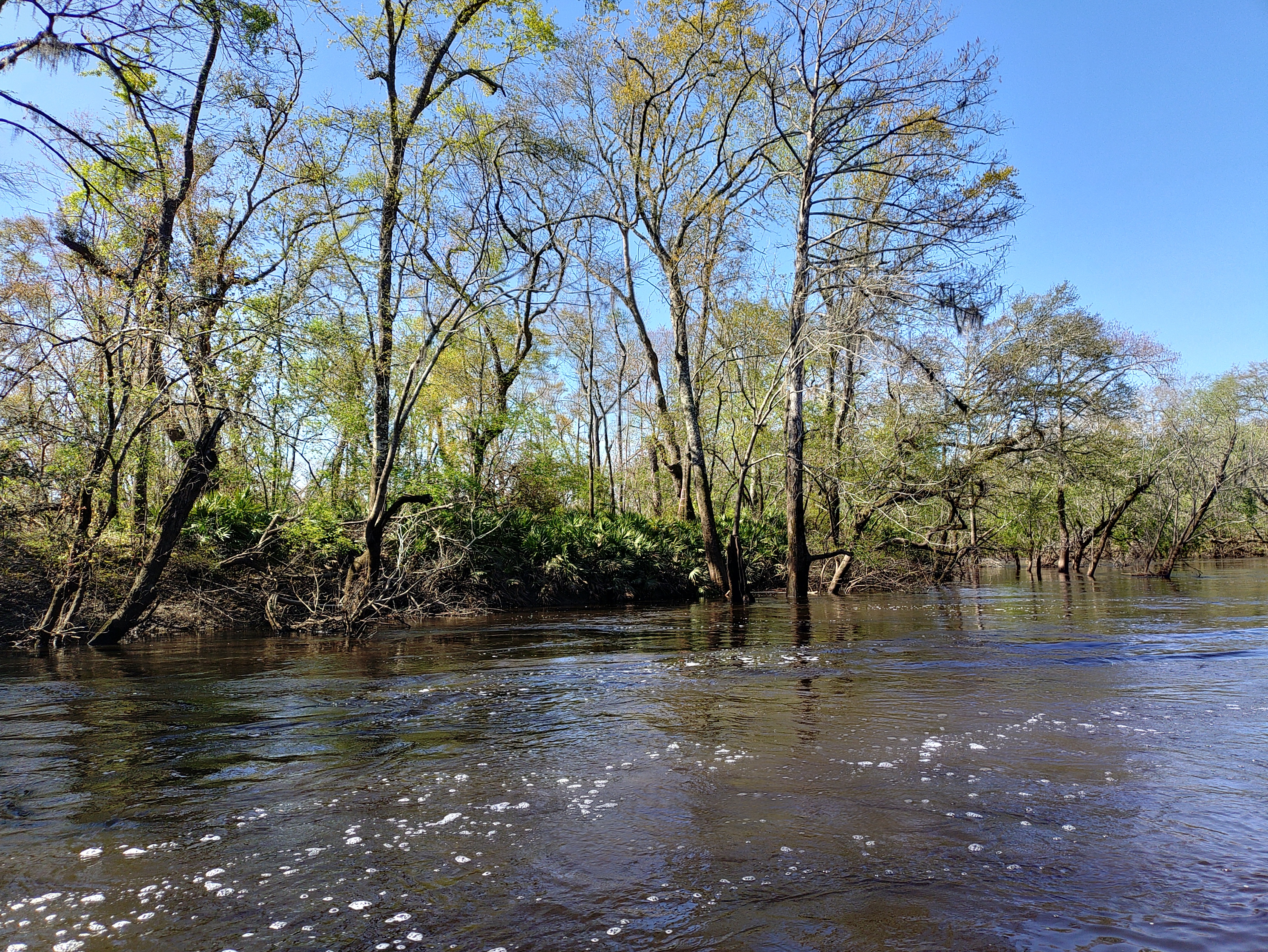Saw palmettos --Phil Royce, 2025:03:22 10:53:05