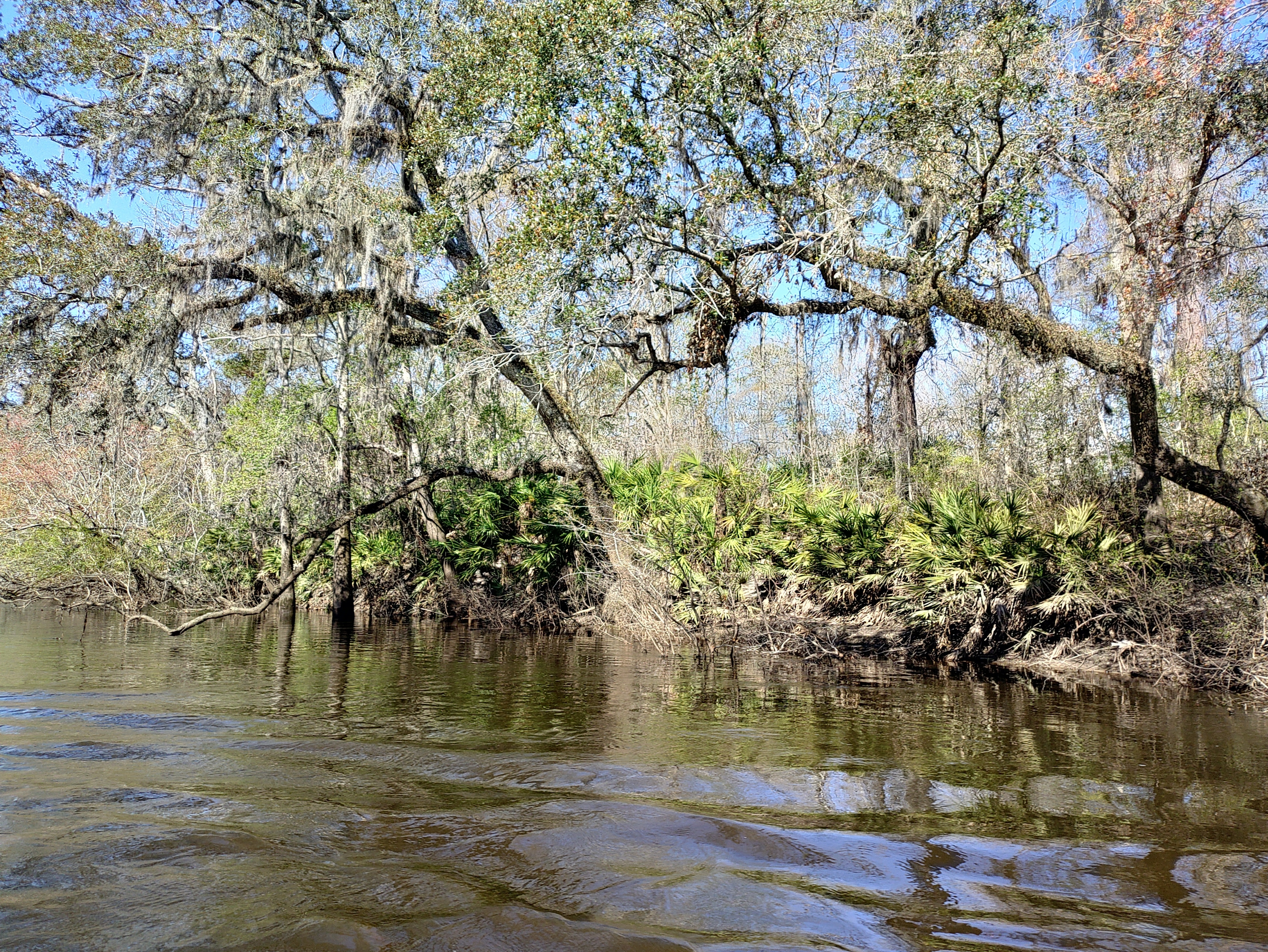 Oaks and saw palmettos --Phil Royce, 2025:03:22 10:55:15