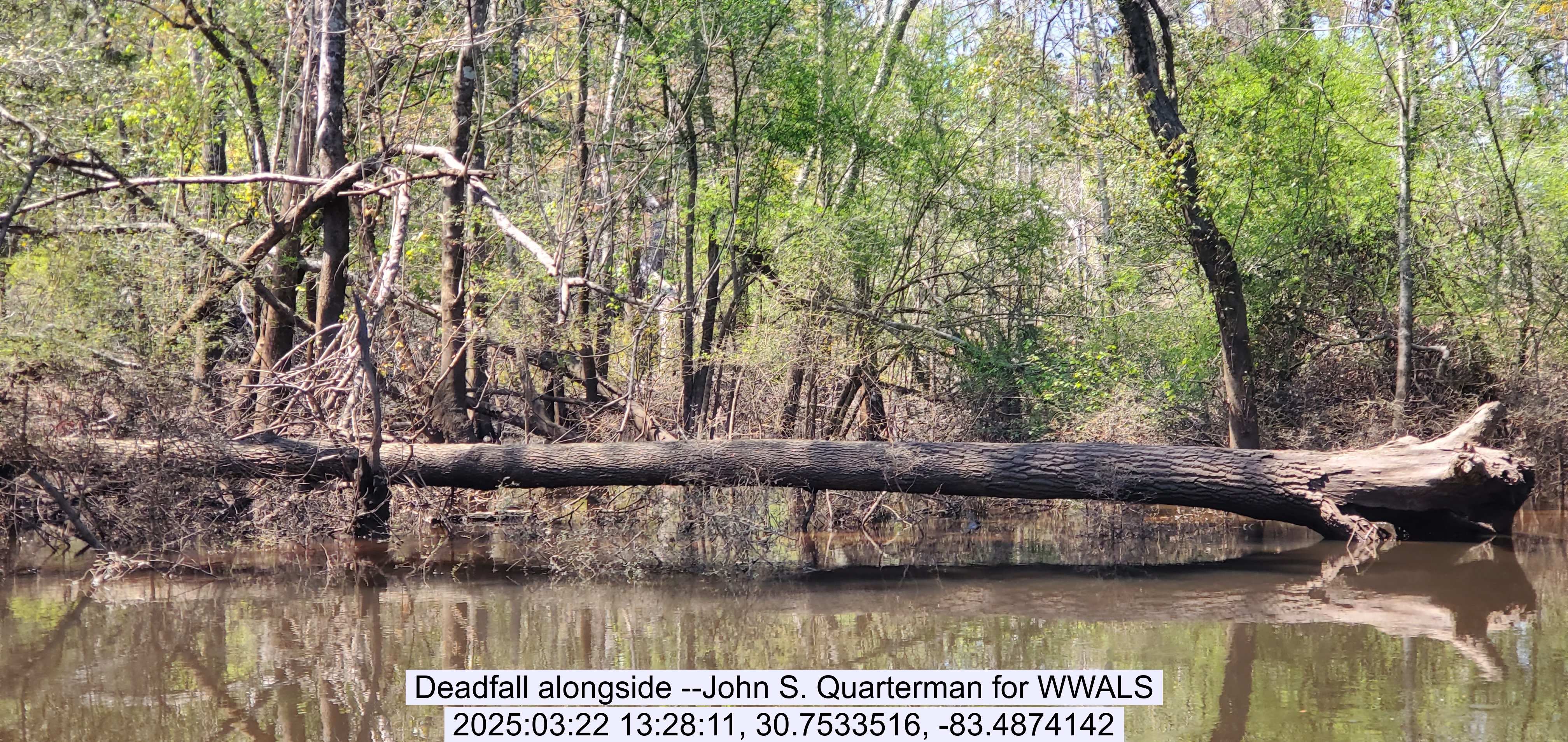 Deadfall alongside --John S. Quarterman for WWALS, 2025:03:22 13:28:11, 30.7533516, -83.4874142