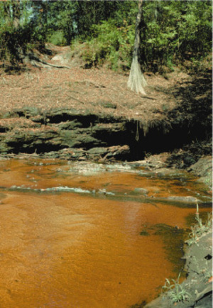 [Sinkhole near the Withlacoochee River. (Photograph by Richard E. Krause U.S. Geological Survey.)]