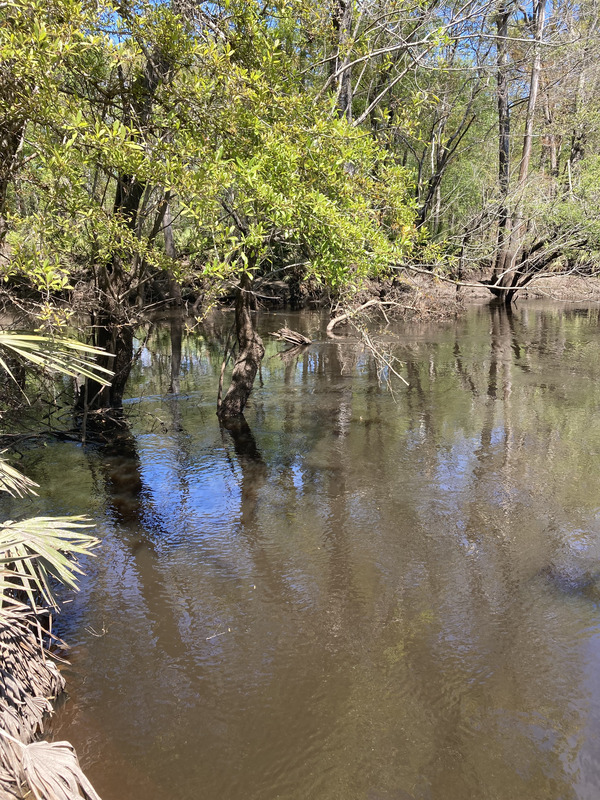 Downstream, Franklinville, Withlacoochee River @ Frankinville Road 2025-03-26