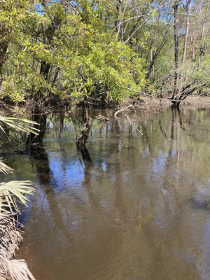 [Downstream, Franklinville, Withlacoochee River @ Frankinville Road 2025-03-26]