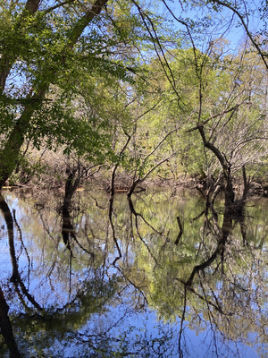 [Downstream, Langdale Park Boat Ramp, Withlacoochee River @ North Valdosta Road 2025-03-26]