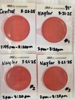 [Plates, Naylor Park Beach 2025-03-26]