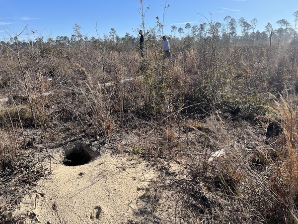 [The Ellaville Tract of the Twin Rivers State Forest holds hundreds of gopher tortoise burrows like this one, along with white tail deer and other wildlife. (Photo courtesy of Katherine Sayler of Defenders of Wildlife)]