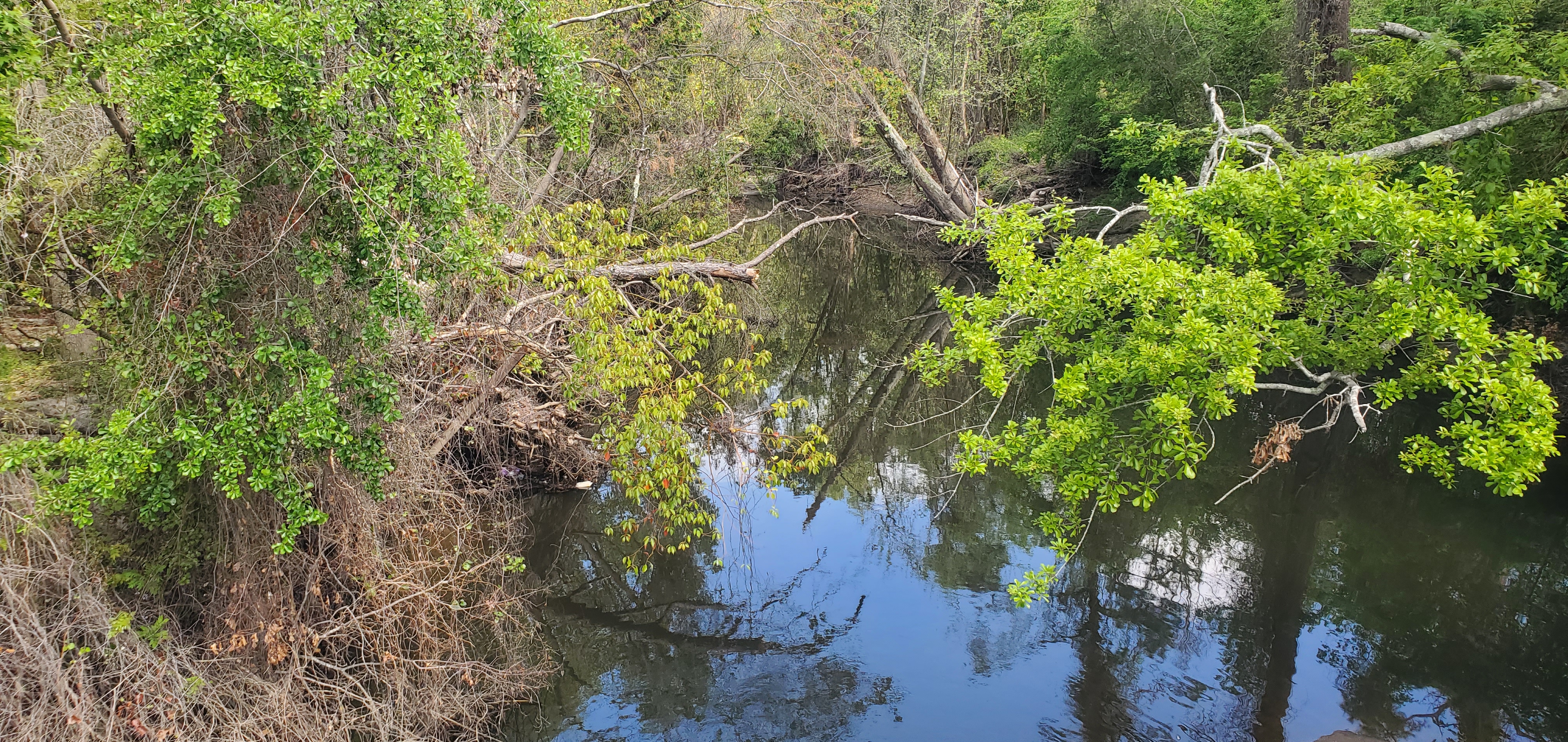 Downstream, Sugar Creek, Gornto Road, 11:37:18, 30.8599464, -83.3173226