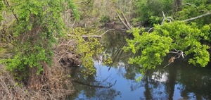 [Downstream, Sugar Creek, Gornto Road, 11:37:18, 30.8599464, -83.3173226]
