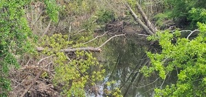 [Zoomed downstream, Sugar Creek, Gornto Road, 11:37:20, 30.8599464, -83.3173226]