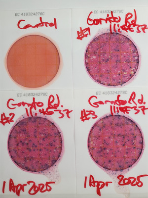 [Plates, Gornto Road, Sugar Creek, 2025-04-01]