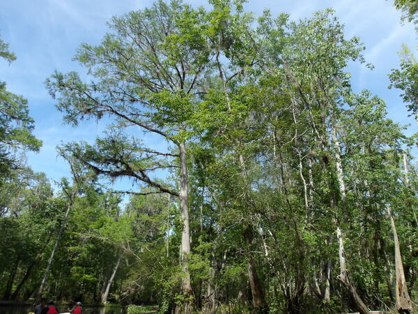 Paddlers below the trees --Janet Martin
