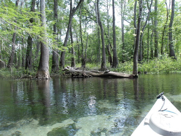 [Turtle on log --Janet Martin]