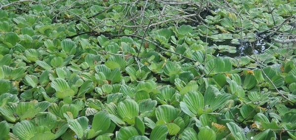 [Water Lettuce, Pistia stratiotes, 10:54:46, 29.9716061, -82.7597134]