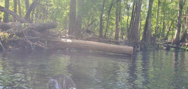 More sawed stumps, 11:16:30, 29.9627770, -82.7672320