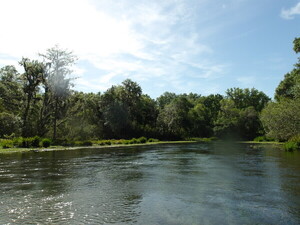 [Ichetucknee River --Janet Martin]