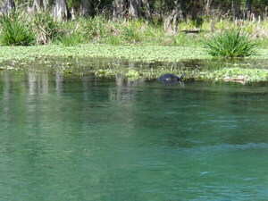 [A turtle --Janet Martin]