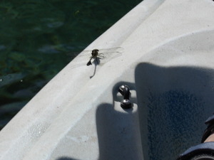[Dragonfly --Janet Martin]