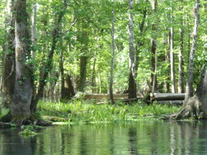 [Deadfall in woods --Janet Martin]