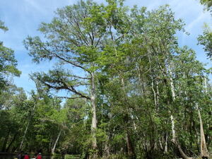 [Paddlers below the trees --Janet Martin]