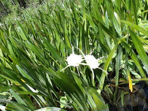 [Spider Lilies --Janet Martin]