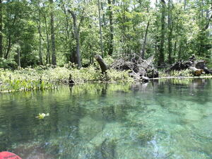 [River with turtles and sawed logs --Janet Martin]